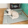 image:imagePetFusion BetterLounge Orthopedic Dog Bed  Solid CertiPURUS Memory Foam Waterproof liner  Medium  Large amp XL  Removable MicroSuede Cover Available Separately 1 YR WarrGreyGrey