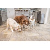 image:imagePetFusion Elevated Dog Bowls Cat Bowls Innovative Raised Pet FeederTranslucent