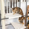 image:imagePetFusion VersiCLimb Cat Climber Tall Scratching Post with Hammock Tower  Active play and rest in one doubles display shelfBrown